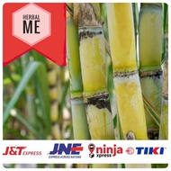 COD Tebu Kuning / Bibit Tebu Kuning / Tebu Kuning Manis / Stek Tebu Kuning / Bibit Tebu Kuning / Teb