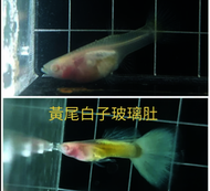 【彩蝦屋】黃尾白子玻璃肚孔雀魚 買5對送1對 吃孑孓