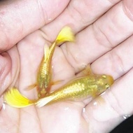 1 Pair Guppy Gold