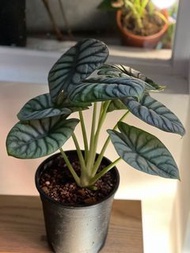 Alocasia ‘Silver Dragon’ #03