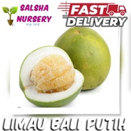 💥🔥 Pokok limau bali putih hybrid cepat berbuah