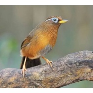 Burung wambi betina siap ternak