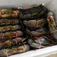 🦀 LIVE - Fresh Mud Crab / Egg Crab / Ketam Jantan / Ketam Betina / Ketam Nipah  Seafood / 海鲜 / 肉蟹 / 膏蟹
