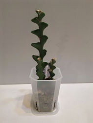 240901 - Disocactus anguliger, Epiphyllum anguliger, fishbone cactus, zig zag cactus 魚骨令箭 魚骨曇花 角裂曇花 
