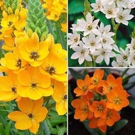 Jade-eyed Swan flower bulbs (set of 5) FLOWERS