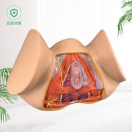 Female Vaginal Model Vaginal Anatomy Model Gynecological Anatomy Model Female Generation Organ Anato