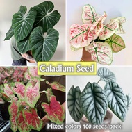 100pcs Mixed Seeds for Sale Rare Caladium Seeds Alocasia Seeds Assorted Flower Seeds Gardening Flowering Plants Seeds Potted Live Plants for Sale Bonsai Seeds for Planting Flowers Air Plant Indoor Plant Real Plants Garden Decoration Items Water Plant