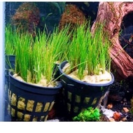 aquarium aquascape carpet plant hair grass