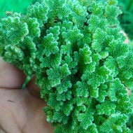 Bibit azolla super azola 1kg Pakan alternatif ikan itik dan unggas