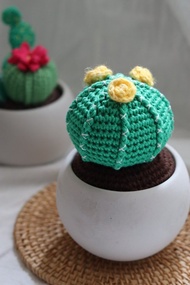 仙人掌單株盆栽中型盆