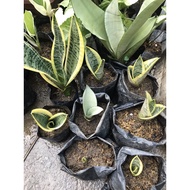 Snake Plant Variety Read description