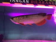 Golden red 40cm