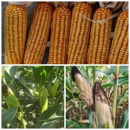 Hybrid corn Dekalb 8282 Seeds for planting(1kl)