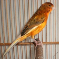 burung kenari bon orange bahan riwikan jantan