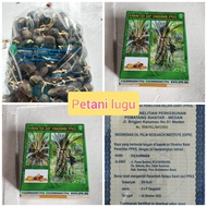 bibit kecambah polong sawit PPKS YANGAMBI original