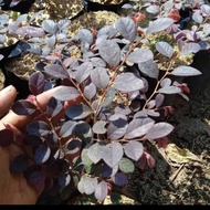 tanaman hias Bidara arab merah / bibit bonsai serut merah loropitalum