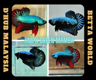 DHub HMPK Green Mamba Green Samurai Betta / Ikan Laga HMPK Green Mamba Green Samurai
