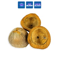 H&H Coconut Husk Bunot Multipurpose  Bao Manual Floor Polisher
