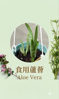 食用蘆薈苗 盆栽幼苗  Aloe Vera 可食用 盆栽 幼苗 園景 室內 室外 戶外 香草 potted plant