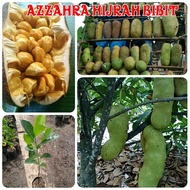 bibit cempedak madu