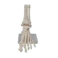 Foot Joint Model Human Anatomy Model Life Size Foot Anatomy Model Human Skeleton Model Teaching Equi