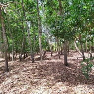 เมล็ดพันธุ์ 100 เมล็ด กระถินเทพา (Acaacia mangium willd) จัดเป็นไม้โตเร็วที่อยู่ในพืชตระกูลถั่ว มีถิ่นกำเนิดที่ประเทศปาปัวนิวกินี ออสเตรเลีย อินโดนีเซีย