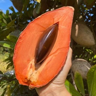 Anak Pokok Mamey Sapote Magana
