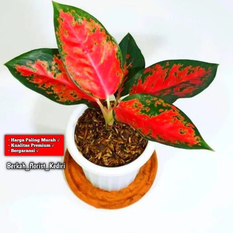 Promo Tanaman AGLONEMA RED KOCHIN berdaun 4-6 / Pohon hidup red kochin rimbun