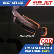 LIMBATA CB | LIMBATA | LIMBATA RIM TEBAL | LIMBATA GRADE A