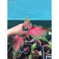 caladium/colocasia murah