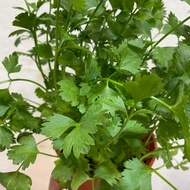 H2O - Daun Sup Herb Live Plant