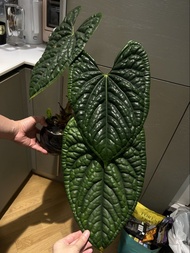 Anthurium luxurians 花蠋系列 奢華