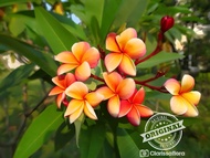 PROMO MURAH!!! Plumeria pohon Kamboja Bali Cendana emas / tanaman hias hidup