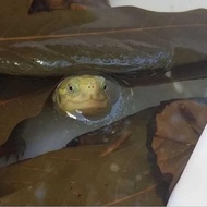 SG STOCK // LONGAN LEAF (RED + GREEN LEAVES) FOR TERRAPIN / SHRIMP / BETTA / GUPPY / TETRA / TURTLE 