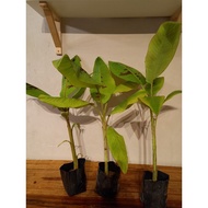 ANAK POKOK PISANG HUTAN