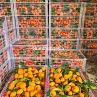 yukBeli- jeruk Santang daun / jeruk Santang daun Mandarin