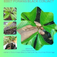 bibit porang black conjact (porang batang hitam) maksimal 100g perbiji