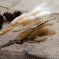 bunga lagurus bunny tail dried