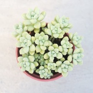 【荳荳多肉】【珍珠姬秋麗】喬遷│送禮│升遷│多肉植物