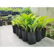 Pokok Halia HItam / 黑姜树 /Black Ginger Plant