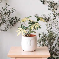 [9.9] Schefflera aka Umbrella Tree/ Live Indoor Plant