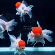 ikan mas koki oranda red cup / ikan hias aquarium
