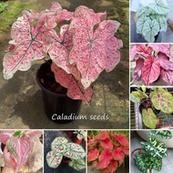 [Hot Sale] Color Mixing Caladium Seeds for Planting (100 Seeds) Coleus Seeds New Varieties Caladium Plant Water Plants Flowers Seeds Bonsai Tree Live Ornamental Plant Seeds Real Air Plants for Sale Vegetable Seeds Easy To Grow In The Local