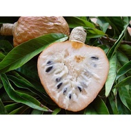 Pokok Buah Nona Hybrid/Custard Apple
