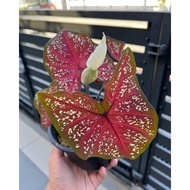 Raya sales caladium darth maul