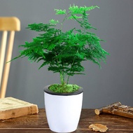 Home Decoration Artificial plant Green plants seed Tanaman pot Asparagus penyucian udara dalam ruangan untuk menyerap fo
