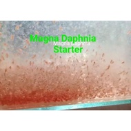 Magna Daphnia Starter @ Fish Things
