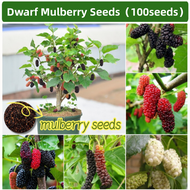 100 Seeds/pack Dwarf Mulberry Seeds for Planting  Sweet Fruits Seeds Bonsai Fruit Tree Seeds Ornamen