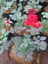 Tanaman Bunga Mawar, Pohon Mawar, Bunga Rose, Tanaman Bunga Mawar Hias