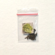 Lettuce Lollo Bionda ~ Lettuce Seeds